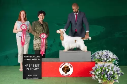 Brisa - 4º e 5º lugar como melhor cão na exposição do KENNEL'S CLUBE PARAÍBA em abril de 2023.