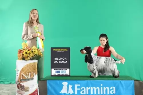 Sweety - Campeã Panamericano como Melhor da Raça.