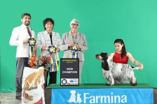 Sweety - Campeã Internacional.